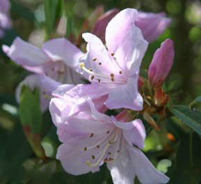 白面杜鵑(原變種) 白面杜鵑(原變種)