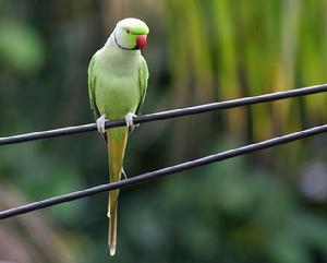 紅領綠鸚鵡斯里蘭卡亞種