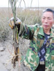 2012年2月14日，福建省寧德市飛鸞鎮梅田村村民在展示根系發達、穿透力極強的大米草。