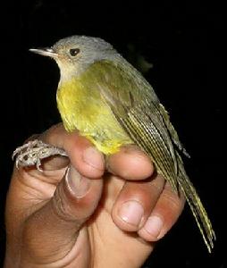 灰冠旋木鵯 灰冠旋木鵯