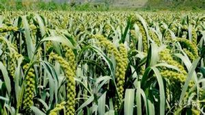 延谷12號 延谷12號