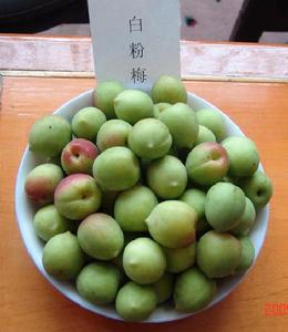 白粉梅 白粉梅