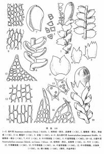 小挺葉苔 小挺葉苔