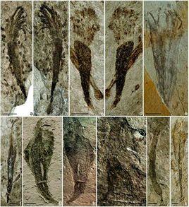 古核生物 古核生物