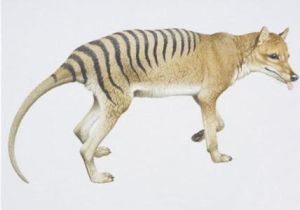 塔斯瑪尼亞虎 塔斯瑪尼亞虎