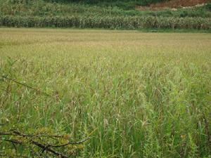 上岩箐自然村水稻種植業