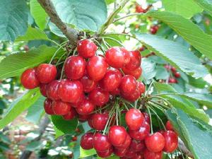 旅順大櫻桃 旅順大櫻桃