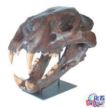 美洲擬獅頭蓋骨化石