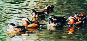 屏南鴛鴦獼猴省級自然保護區的動物