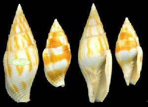 焦斑筆螺 焦斑筆螺