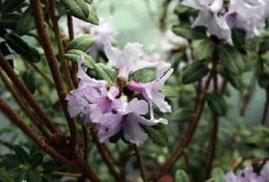 隱蕊杜鵑 隱蕊杜鵑