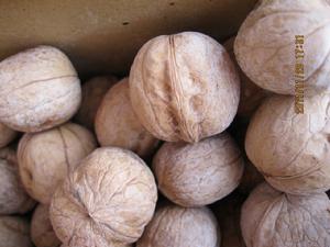 一團(金銀川)185 新二 薄皮 紙皮核桃