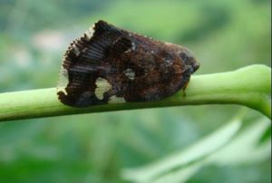 緣紋廣翅蠟蟬 緣紋廣翅蠟蟬