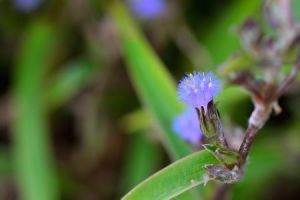 沙地藍耳草 沙地藍耳草