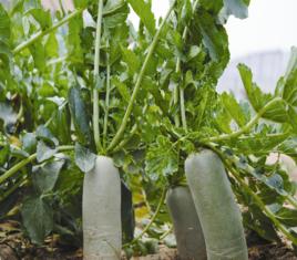 浮橋蘿蔔 浮橋蘿蔔