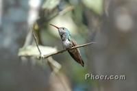 宏都拉斯蜂鳥 宏都拉斯蜂鳥