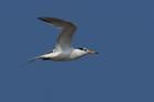 黑嘴瑞鳳頭燕鷗 黑嘴瑞鳳頭燕鷗