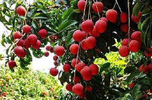 荔枝[水果類植物]