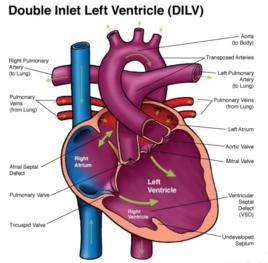 隔緣肉柱 隔緣肉柱