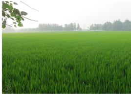 東胡集鎮 東胡集鎮