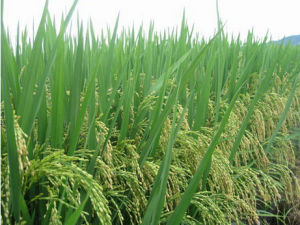 七絲銀占 七絲銀占