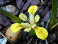 小黃花鳶尾 小黃花鳶尾