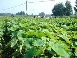 楊小街鎮 楊小街鎮