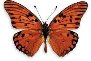 銅色小灰蝶 銅色小灰蝶