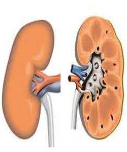 腎氣不固 腎氣不固
