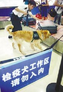 檢疫犬 檢疫犬