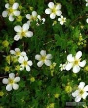 伏毛銀露梅 伏毛銀露梅