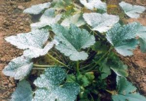 瓜類白粉病 瓜類白粉病