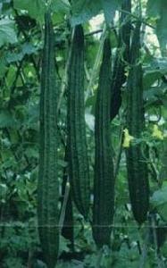 絲瓜藥膳 絲瓜藥膳