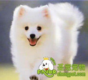 日本尖嘴 日本尖嘴