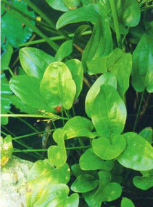 大葉皇冠 大葉皇冠