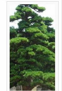 花木：羅漢松圖片