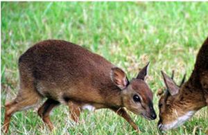 新小羚屬 新小羚屬