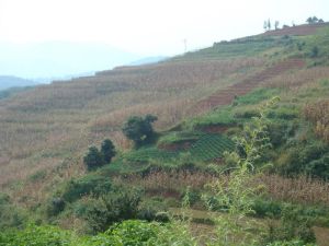 攀枝花樹自然村