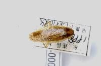 裂板擬歪尾蠊 裂板擬歪尾蠊