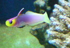 長江火花魚 長江火花魚