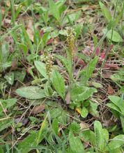 白蘇野生植物原形