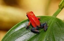 薩氏箭毒蛙 薩氏箭毒蛙