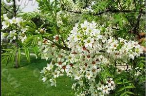 文冠果[無患子目無患子科植物]