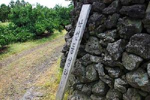 濟州島四三事件