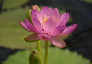 卡奔塔利亞&middot;朱莉婭