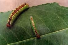 果劍紋夜蛾 果劍紋夜蛾