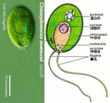 衣藻屬植物細胞