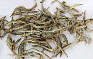 琅琊玉筋魚 琅琊玉筋魚