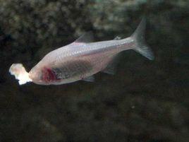 盲魚 盲魚