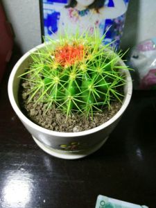 防輻射藥物 防輻射藥物